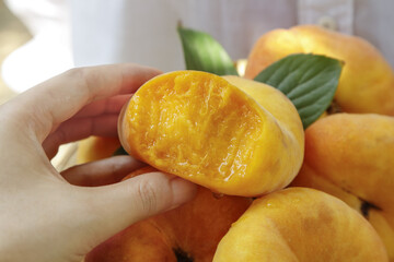 Fresh Yellow Peaches in Hand with Green Leaves - Studio Still Life
