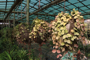 Dischidia ovata leaf plant on hanging pot in farm
