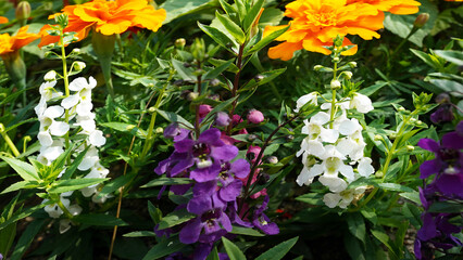 Lush Angelonia angustifolia in Outdoor Flower Bed