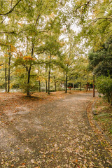 Fototapeta premium Empty Park Path Lined with Green and Yellowish Autumn Foliage Under Cloudy Daylight