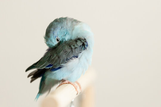 Tired pacific parrotlet (Forpus parrot) resting quietly with its head tucked under its wing,fluffing its feather,appearing weak or unwell, illness,sick bird,peaceful moment of a delicate pet bird