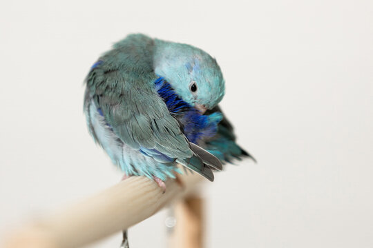 Blue Forpus parrot,Sick pacific parrotlet,fluffing its feathers while resting,weak bird,pet bird,head tucked under its wing,gentle light and muted tones convey warmth,comfort,and tranquility,home pet
