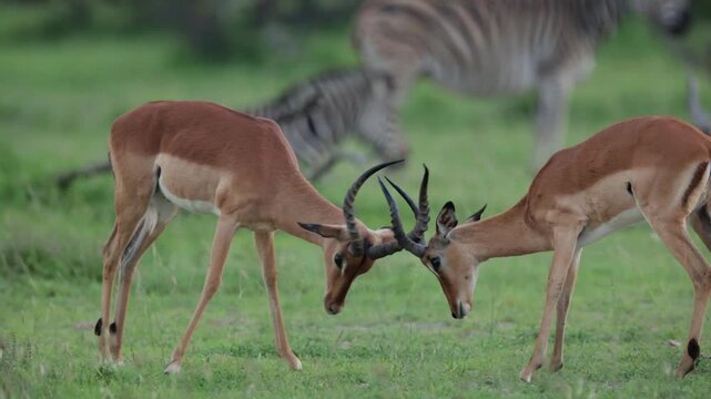  the impala rams play fighting