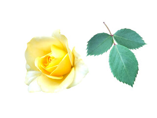 黄色い薔薇の花と葉