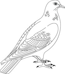 Detailed line art illustration of a graceful pigeon standing on a white background isolated on white background, Vector