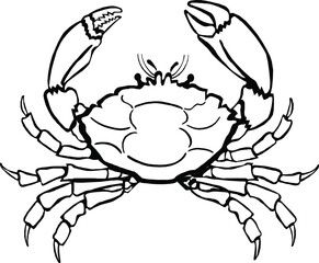 Detailed line art illustration of a crab with raised claws ready for coloring isolated on white background, Vector