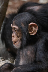 Young Western chimpanzee holding tree bark in its mouth in zoo interior
