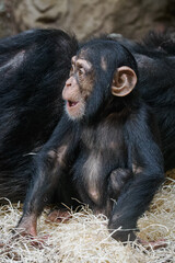 Young Western chimpanzee sitting on straw next to mother in zoo interior.
