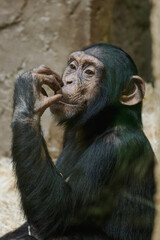 Young Western chimpanzee touching its lips with fingers.
