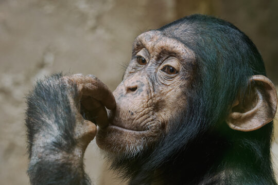 Young Western chimpanzee touching its lips with fingers.
