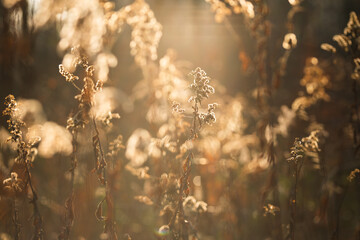 Suche kwiaty nawłoci w ciepłym porannym świetle, delikatne, rozmyte naturalne tło © Elżbieta Kaps