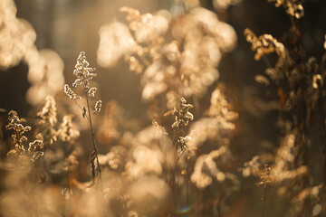 Suche kwiaty nawłoci w ciepłym porannym świetle, delikatne, rozmyte naturalne tło © Elżbieta Kaps