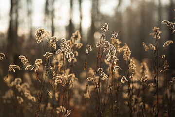 Suche kwiaty nawłoci w ciepłym porannym świetle, delikatne, rozmyte naturalne tło © Elżbieta Kaps