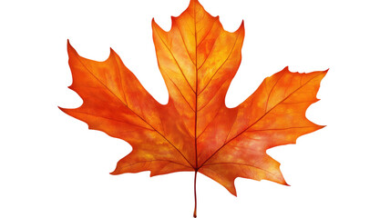 Obraz premium Maple leaf natural autumn foliage with detailed veins seasonal botanical element for decoration illustration isolated on white background