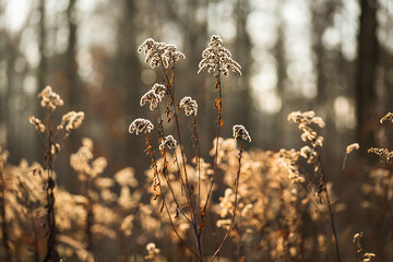 Suche kwiaty nawłoci w ciepłym porannym świetle, delikatne, rozmyte naturalne tło © Elżbieta Kaps