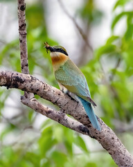 Blue tailed bee eater feeding on an insect while perched on a tree branch in natural habitat. Wildlife bird behavior in the wild.