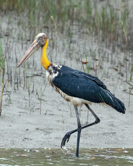 Lesser adjutant stork wading in shallow wetland water in natural habitat. Large wading bird in the wild.