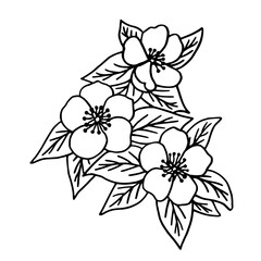Vector sketch of apple blossoms. Spring floral design element.
