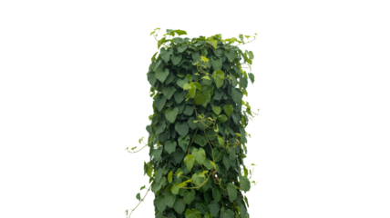 A tall column covered in lush green ivy leaves on a white background, showcasing natural beauty and serene botanical decoration