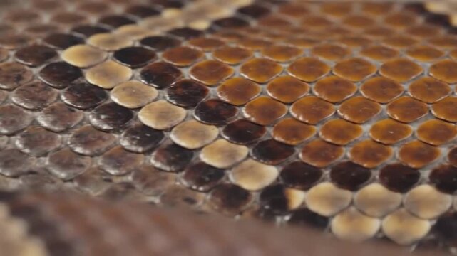 Closeup macro view of brown and tan snake skin scales texture