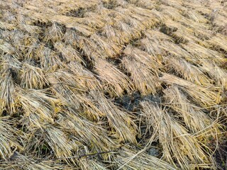 Rice stalks in the field. Fresh rice stalks in the field after harvesting. After harvesting, the rice crop is left to dry. After drying, it will be bundled and taken home.