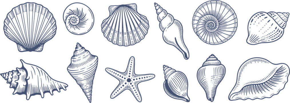 Vintage Engraved Seashells And Starfish Collection conch spiral