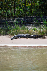 A large saltwater crocodile resting on the sandy shores on the iconic Daly River located in the Northern Territory, Australia.