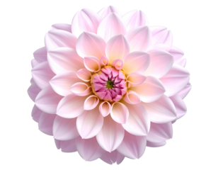 Delicate pale pink flower with many soft petals, intricate center