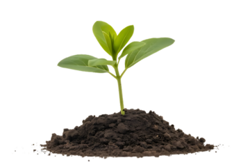Fresh plant seedling emerging from soil