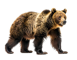 Furry brown quadruped mammal with powerful build walks on four legs