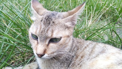 A close-up of a tabby cat with striking green eyes lying in lush green grass.