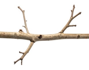 Natural twig with branching structure, detailed texture and small buds