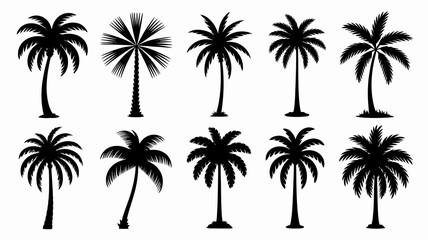 Black Silhouettes of Various Palm Trees on White Background © Digishopppp