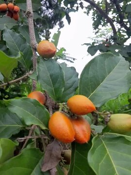Gnetum gnemon, also known as Padi Oats, Belinjo, or Gnemon tree (for the tree itself). Its leaves are known as melinjo leaves or cypress spinach.