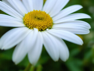 Fototapeta premium Close-up of a Vibrant White Daisy Blooming in a Natural Garden Setting with a Water Droplet