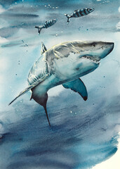 Shark in the water. Realistic illustration. Watercolor hand drawn