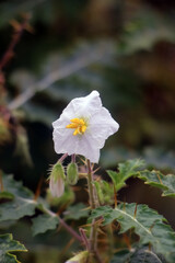 Obraz premium Wild white Solanum flower with bright yellow stamen and sharp thorns on a green prickly stem. Blooming in a natural outdoor setting.