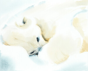 Polar bear sleeps with its nose tucked in. Realistic illustration. Watercolor hand drawn