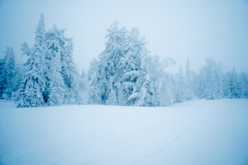 snow-covered taiga fir trees in the snow
