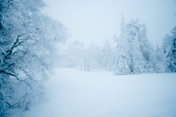 Obraz premium snow-covered taiga fir trees in the snow