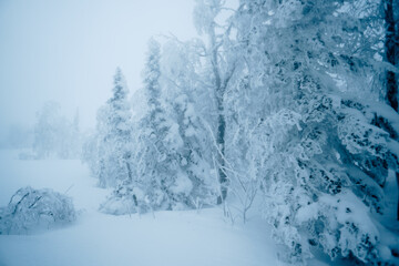 snow-covered taiga fir trees in the snow