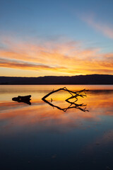 An dead tree silhouette reflects in shallow waters on the peacefully calm, windless shores of Lake Illawarra below a beautifully vibrant orange sunset. South Coast, NSW Australia.
