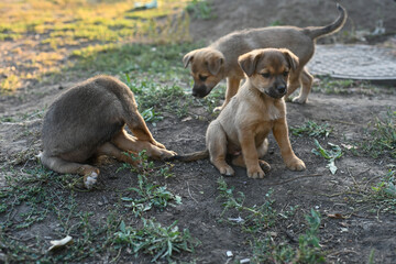 young puppies sit nearby together on earthy ground, illuminated by warm sunlight. Their calm posture create peaceful puppy scene. mongrel puppies rest side by side, observing environment quietly.