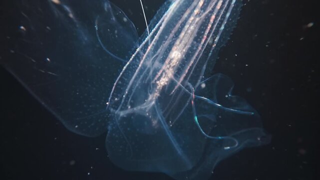 Ctenophora swims underwater in the night sea and shines with bioluminescence
