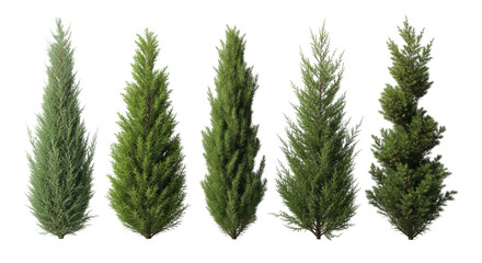Fototapeta premium Five distinct evergreen trees, including cypress and conifer varieties, isolated on a white background, showcasing various shapes and forms for landscaping.