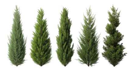 Five distinct evergreen trees, including cypress and conifer varieties, isolated on a white background, showcasing various shapes and forms for landscaping.