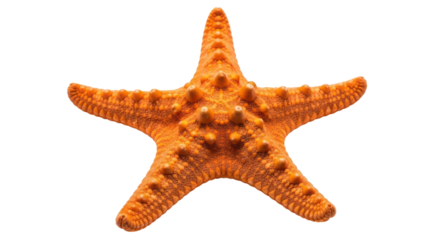 Close-up of a vibrant orange starfish with textured surface on a white background.