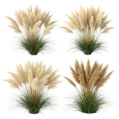 Obraz premium Pampas grass bunches in various stages of growth and color