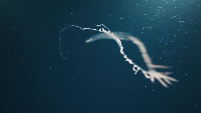 Sea creature Siphonophores, Siphonophora swims underwater in the night sea and escapes