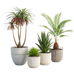 Obraz premium Variety of potted tropical plants on black background
